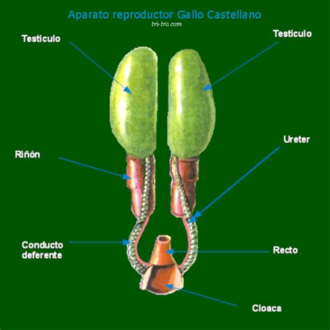 Aparato reproductor del gallo